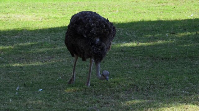 This large flightless bird is the common ostrich (Struthio camelus), a species native to sub Saharan Africa.