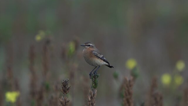 A northern wheatear or wheatear (Oenanthe oenanthe) in winter plumage inspecting its surroundings while sitting in the top of a plant