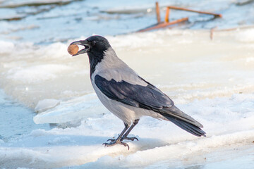 Obraz premium crow on snow