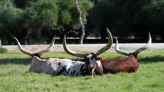 Ankole-Watusi cattle (Bos taurus) are a distinctive domestic cattle breed renowned for their exceptionally large horns, whose circumference may be the greatest among all cattle breeds