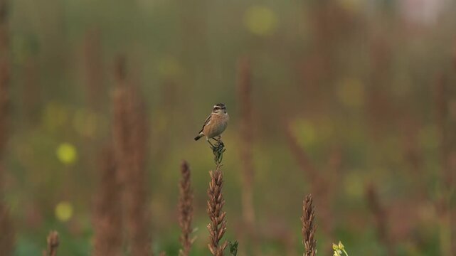 A whinchat (Saxicola rubetra) inspecting its surroundings while sitting on withered plants