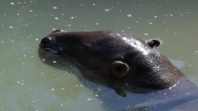 Pygmy hippopotamus (Choeropsis liberiensis), partially submerged in water. Unlike its larger relative, the common hippopotamus