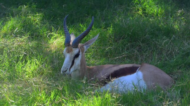 This is the springbok (Antidorcas marsupialis), a medium sized antelope native to southwestern Africa.