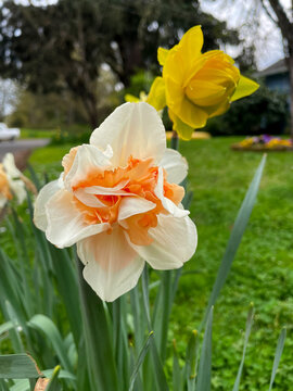 Salmon Daffodil 02