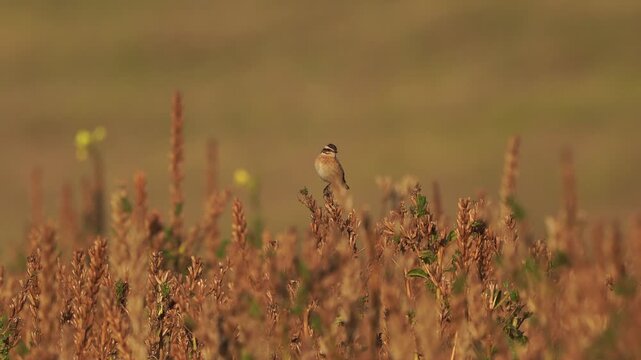 A whinchat (Saxicola rubetra) inspecting its surroundings while sitting on withered plants