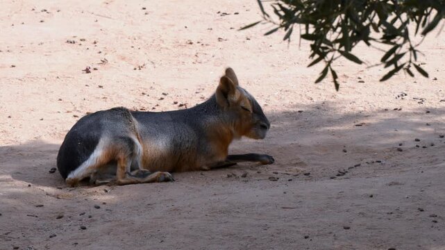 The Patagonian mara (Dolichotis patagonum) is a large long-legged rodent native to Argentina.