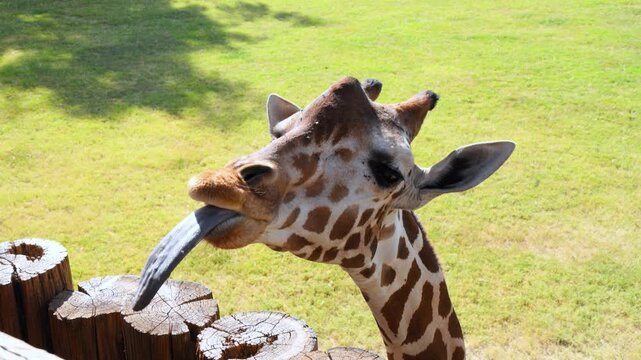 Feeding a giraffe (Giraffa camelopardalis) with edible herbivore feed pellets. 