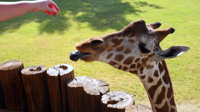 Giraffes (Giraffa camelopardalis) have dark purple tongues that can reach up to 50 centimeters in length