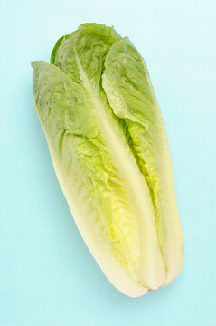 Romaine Lettuce on blue