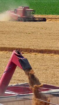 Combine harvester transferring freshly harvested wheat to a tractor-trailer for transport to a grain silo, with another combine harvesting wheat in the background