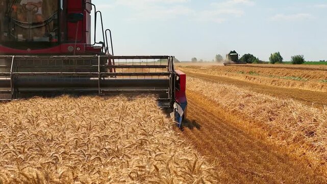 Two combine harvesters working on the wheat field on a hot summer day, low angle view - close up, slow motion
