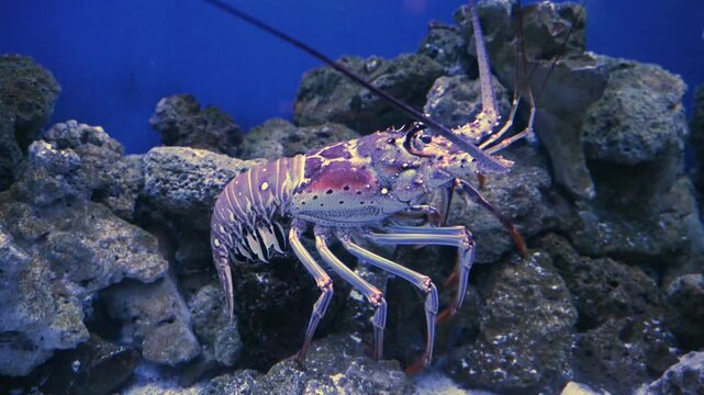  Unlike the American lobster (Homarus americanus), spiny lobsters are named for the numerous sharp spines projecting from their exoskeleton, which provide effective protection against predators.