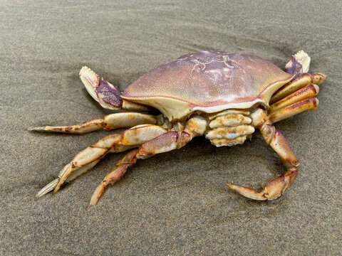 Striped Shore Crab 01