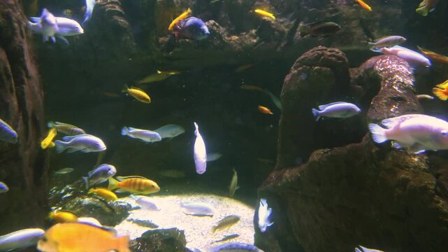 Various species of Lake Malawi cichlids (family Cichlidae) are a diverse group of freshwater ray finned fishes (class Actinopterygii, phylum Chordata) renowned for their vivid coloration.