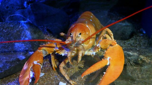 Rare orange American lobster (Homarus americanus), a genetic mutation occurring in approximately 1 out of every 30 million lobsters.