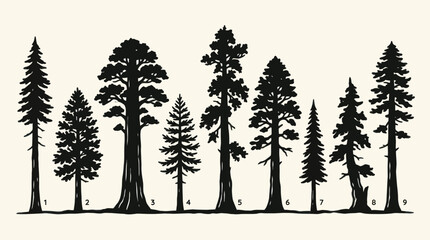 Collection of coniferous tree silhouettes © Agustasptrr
