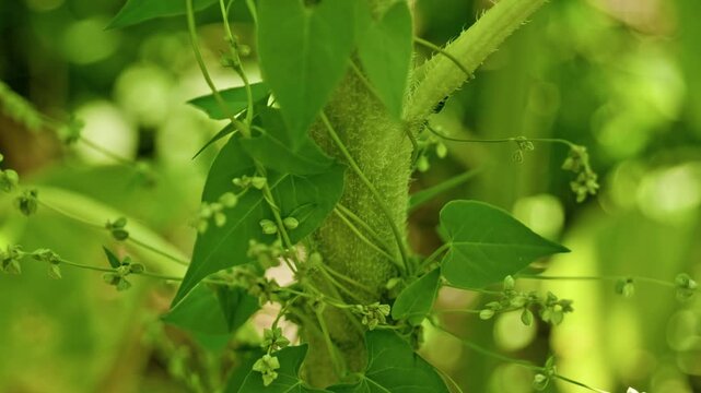 Close-up shot of an invasive wild bindweed vine twisting tightly around a hairy green sunflower stem. Detailed view of weeds strangling agricultural crops in the field.