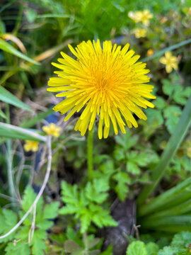 Yellow Dandelion Flower 01