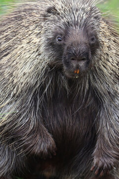 Close portrait of a North American Porcupine (Erethizon dorsatum) in Alaska's boreal forest.