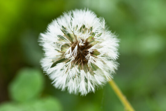 Wildflowers Bloom in Smoky Mountains National Park With Dandelion in the Natural Setting During the Spring Season