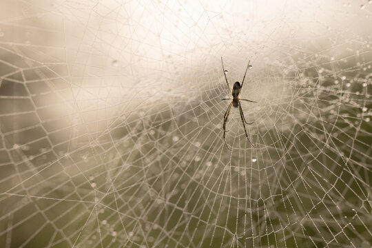 Spider Spins Web in Morning Sunlight at Smoky Mountains National Park During Summer Season