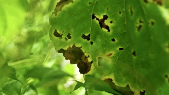 Extreme close-up of a green sunflower leaf infected with fungal septoria or alternaria disease. The frame highlights macro details of brown necrotic spots with yellow halos on the plant.