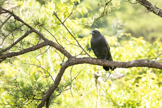 Black Crow Perched on a Tree Branch in Cades Cove Smoky Mountains National Park During Daytime