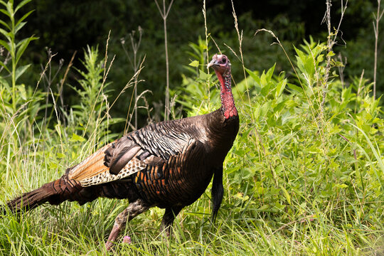 Wild Turkey Walking Through the Grass at Cades Cove in Smoky Mountains National Park During the Daytime in Summer