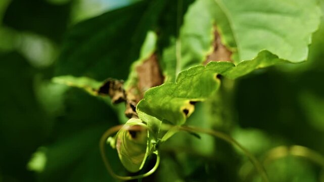 Extreme close-up of a green sunflower leaf infected with fungal septoria or alternaria disease. The frame highlights macro details of brown necrotic spots with yellow halos on the plant.