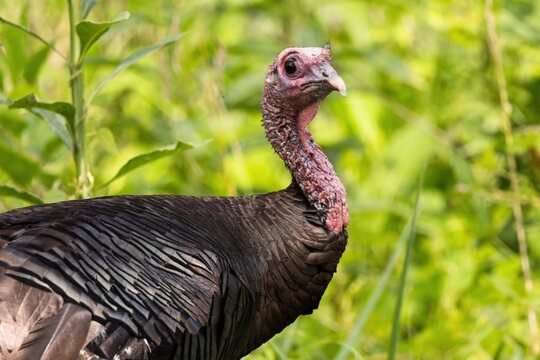 Wild Turkey Bird Forages in Cades Cove Area of Smoky Mountains National Park During Early Morning Hours
