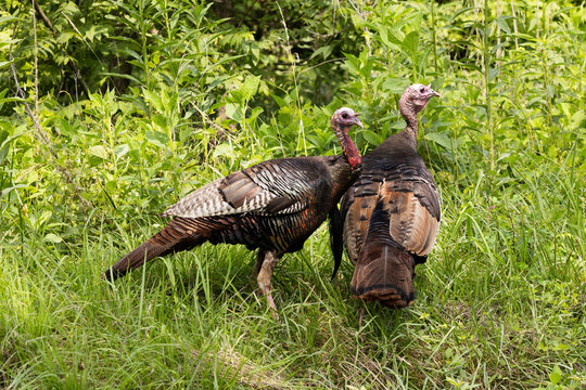 Wild Turkeys Walking in Cades Cove of Smoky Mountains National Park During a Sunny Day in Late Spring