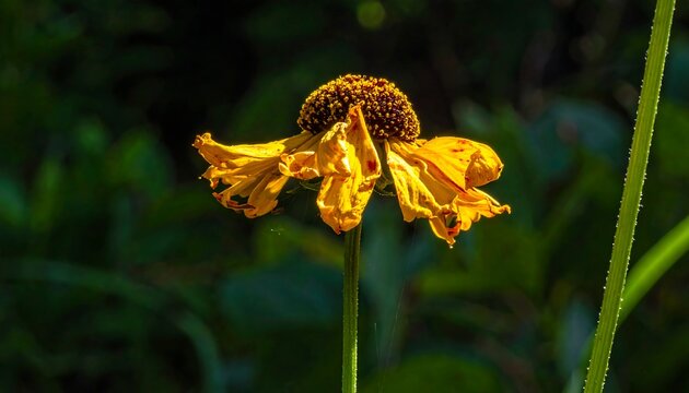 A wilted yellow flower with droopy petals and a blurred green background