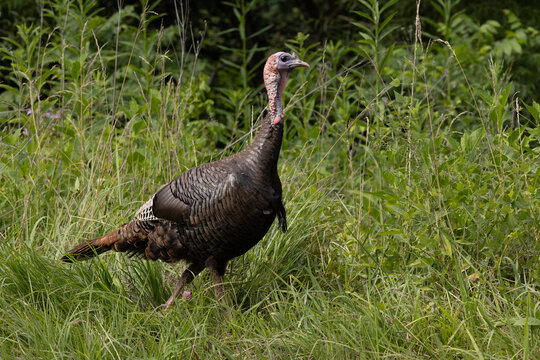 Wild Turkey Bird Walks Through Tall Grass in Cades Cove Located in Smoky Mountains National Park During Daylight Hours