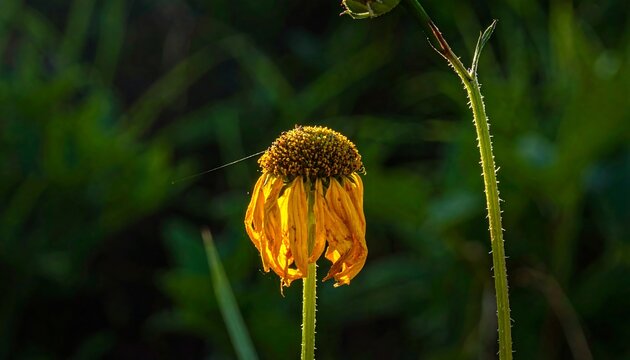 A wilted yellow flower with droopy petals stands alone