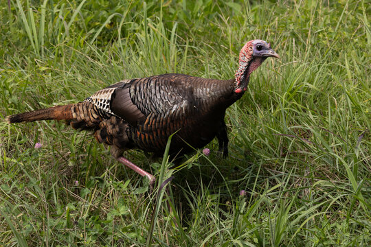 Wild Turkey Walks Through Grass in Cades Cove During Daytime in Smoky Mountains National Park