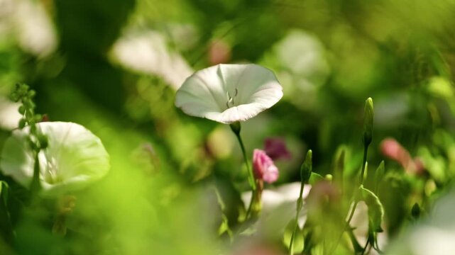Close-up of wild bindweed convolvulus arvensis flowers blooming among lush green field grass. White and pink field bindweed blossoms under bright natural summer light.