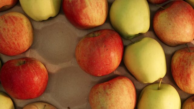Farmer arranging freshly picked organic apples into cardboard box
