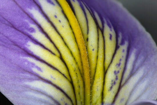 Yellow Abstract Iris Flower 04