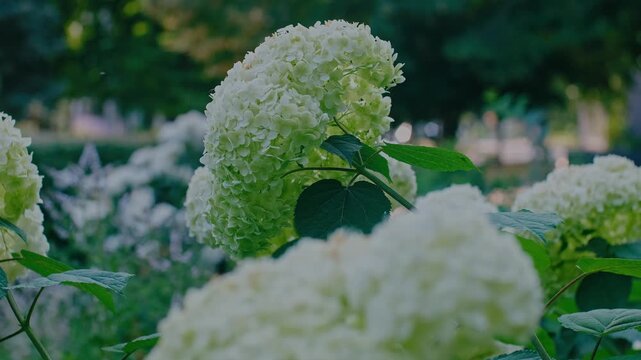 Lush Annabelle Smooth Hydrangea Blossoms in Summer