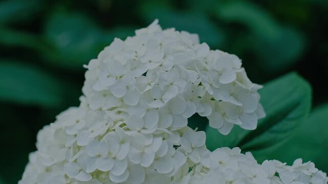 Lush Annabelle Smooth Hydrangea Blossoms in Summer