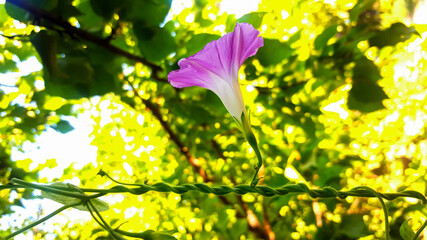 Purple morning glory flower blooming on a twisted vine against a glowing green background © VEVELOX