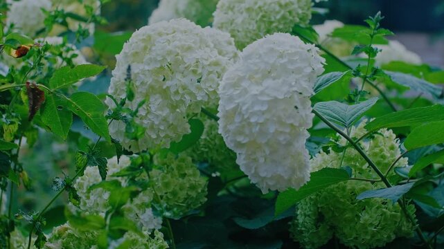 Lush Annabelle Smooth Hydrangea Blossoms in Summer