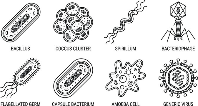 Microbiology and biology science line icon set featuring bacillus coccus spirillum bacteriophage virus amoeba cell and flagellated bacterium symbols