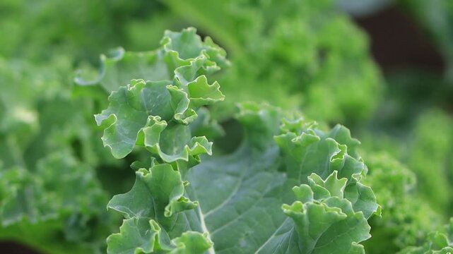 A succulent kale leaf flutters gently in the breeze; juicy green kale in autumn, Brassica oleracea var. sabellica; harvest in autumn, harvest time, healthy vegetable, Brassica oleracea var. sabellica