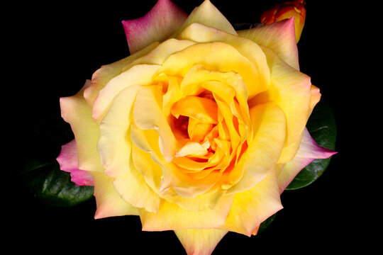 Yellow Rose Mandala 02