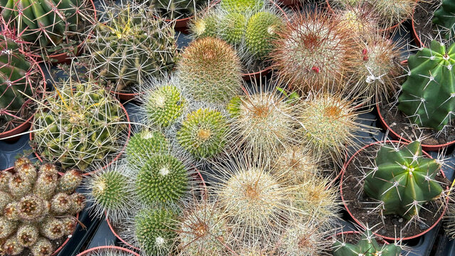 Collection of small cacti of species such as Mammillaria or Parodia