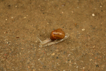 Snail crawling outdoors on a rainy day, close-up of a small mollusk in its natural environment © sociopat_empat
