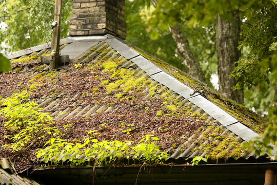 Old slate roof of an abandoned building covered with moss and dry fallen leaves, showing decay and the reclaiming power of nature