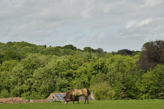 Cheval solitaire broutant l'herbe pr&egrave;s d'un bois &agrave; Genappe (Nivelles)