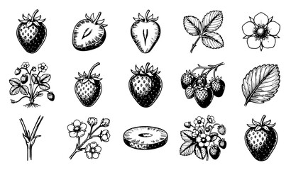 Fototapeta premium Vintage Strawberry Botanical Illustration Collection with Flowers Leaves Fruits and Hand Drawn Sketch Elements